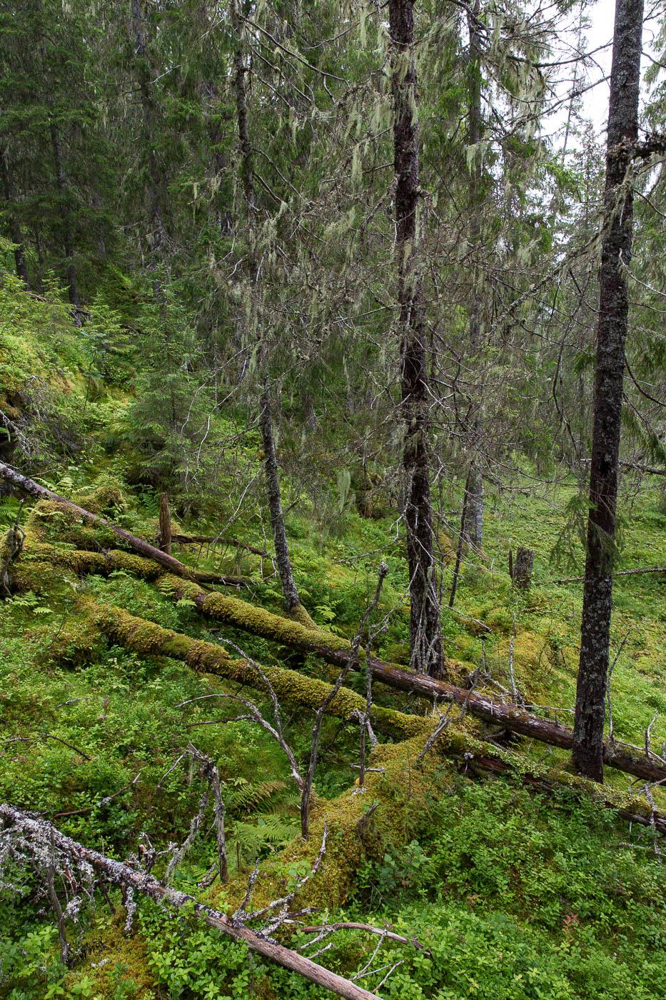 Bilder fra området Altskardet sør