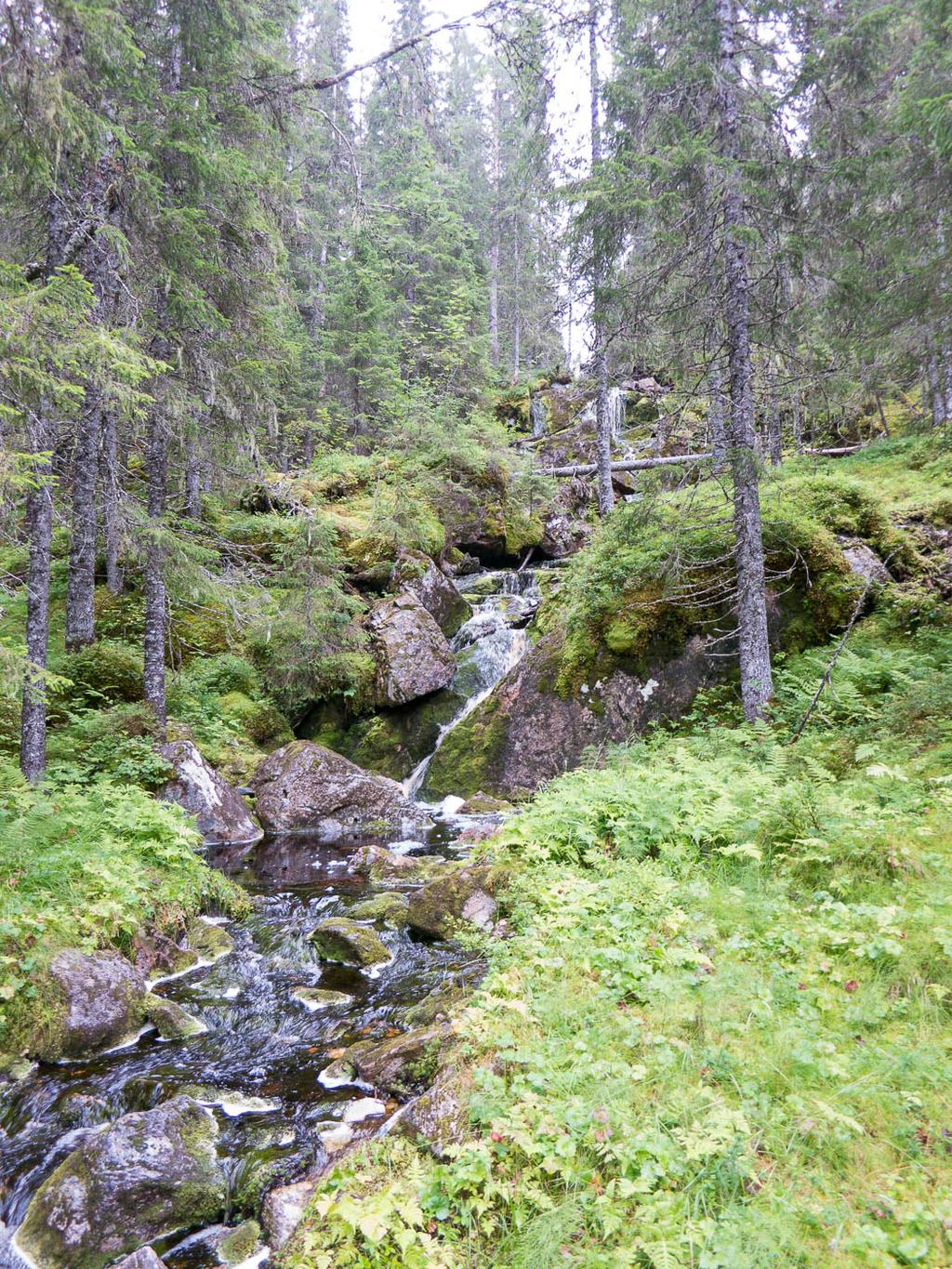 under rothalser på grana i bratt