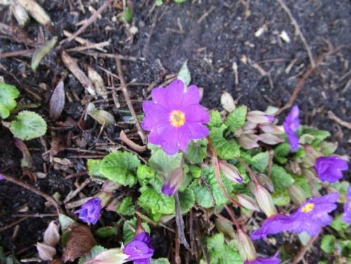 Målet var å bli kjent med to blomster og å kunne benevne disse: Krokus og snøklokke.