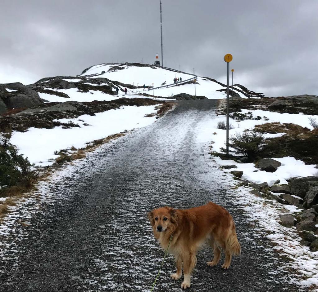 Hafstadfjellet via Bruland 706 m.o.h / 1,7 km Middels Turen startar på Bruland (parkering). Brei grusveg til toppen.