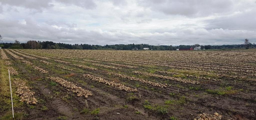 Oppspiring Feltet ble vurdert flere ganger i oppspiringsfasen, og i midten av mai kunne man se at ledd 2 og ledd 6 var et lite hakk foran de andre behandlingene.