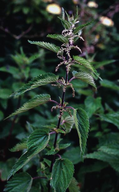 Flere planter og planteprodukter kan føre til kontaktallergi og kontaktreaksjoner i huden, såkalte fytodermatoser. Brennesle (Urticae dioica) er den vanligste årsaken til plantekontakturtikaria.