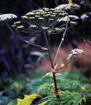 svarer eksakt til hudområdene som har vært i kontakt med planten.