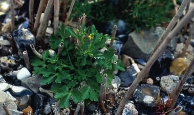 4 6 5 figur 4. Bulløs reaksjon etter rydding av bjørnekjeks en fin sommerdag. figur 5. Tiggersoleie (Ranunculus sceleratus) og andre soleier inneholder den kraftige irritanten protoanemonin. figur 6.