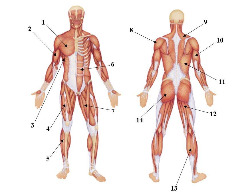 Oppgave 1 a. Skriv navn på muskler/muskelgrupper i figuren under. Angi også hovedfunksjonen til musklene/muskelgruppene. b.