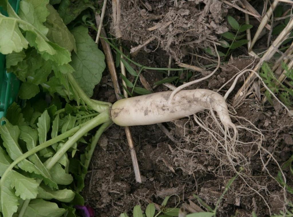 Biologisk jordløsning - Positiv bieffekt av fangvekster Minst like god