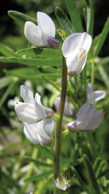 Lupinmel av både hvit og blå lupin (L.angustifolius) brukes som tilsetning til hvetemel i bakervarer, kjeks, pasta og sauser. foto: biopix Mye av dette brukes til fôr, men det brukes også til mat (1).