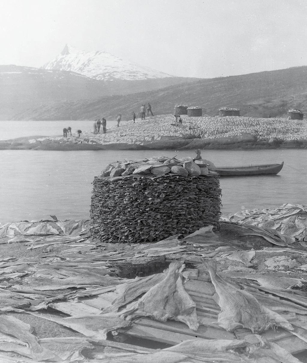 Etter salting og tørking ble fisken lastet ombord i båter (hovedsaklig jekter) som i hovedsak gikk til Kristiansund N, men også til Bergen.