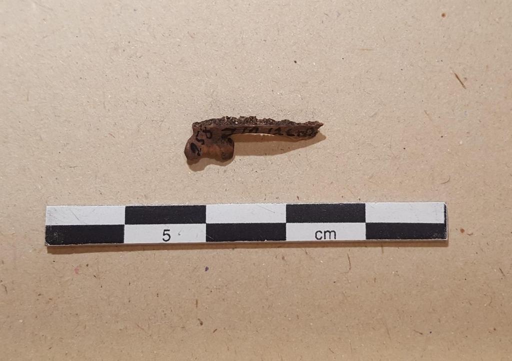 Figur 19. Foto av en liten premaxillare. Bildet er tatt under gjennomgang av fiskebeinene, og dette beinet tilhører senmesolittisk kontekst.