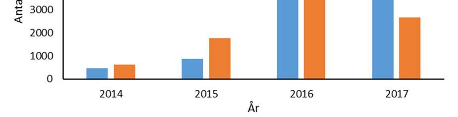 4.4 Gytefiskregistreringer i perioden 2014-2017 Gytefiskundersøkelsene i Vefsna nedstrøms Laksforsen har vist en kraftig økning i mengde registrerte gytefisk i perioden 2014-2016 (figur 20).
