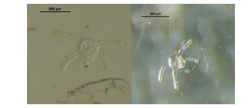 Parallelle prøver fra vannsøylen under isen viste seg å være tom for nematode som kan tyde på at disse nematodene foretrekker å være i sjøisen (opp-ned bunn) eller fjordbunnen enn i de frie