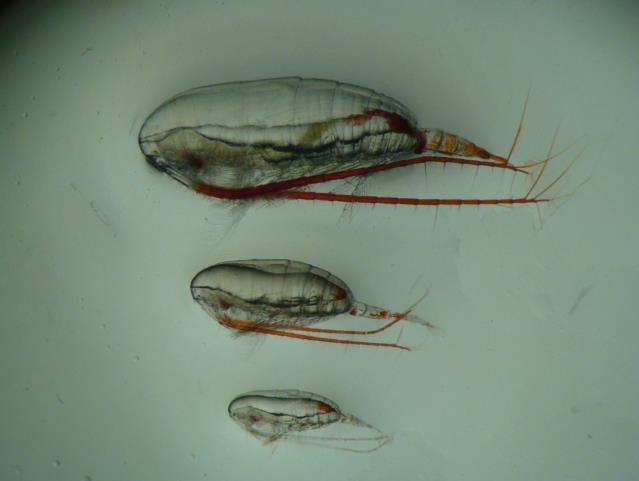 Innledning Dyreplankton Dyreplankton er det viktigste bindeleddet mellom planteplankton og fisk i næringskjeden.