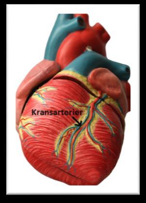 blodforsyning til hjertemuskelen