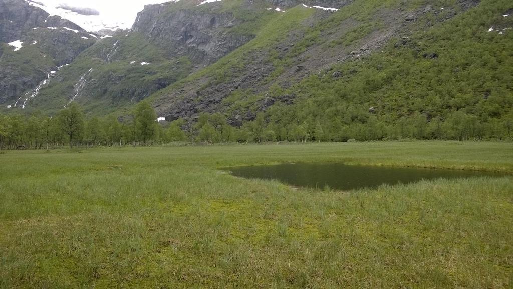 Elveslette i Straumsbotnen. Foto: Alf Erik Røyrvik 2.1.2 Planteliv Verneområdet har mange lokalitetar med verdifullt planteliv.