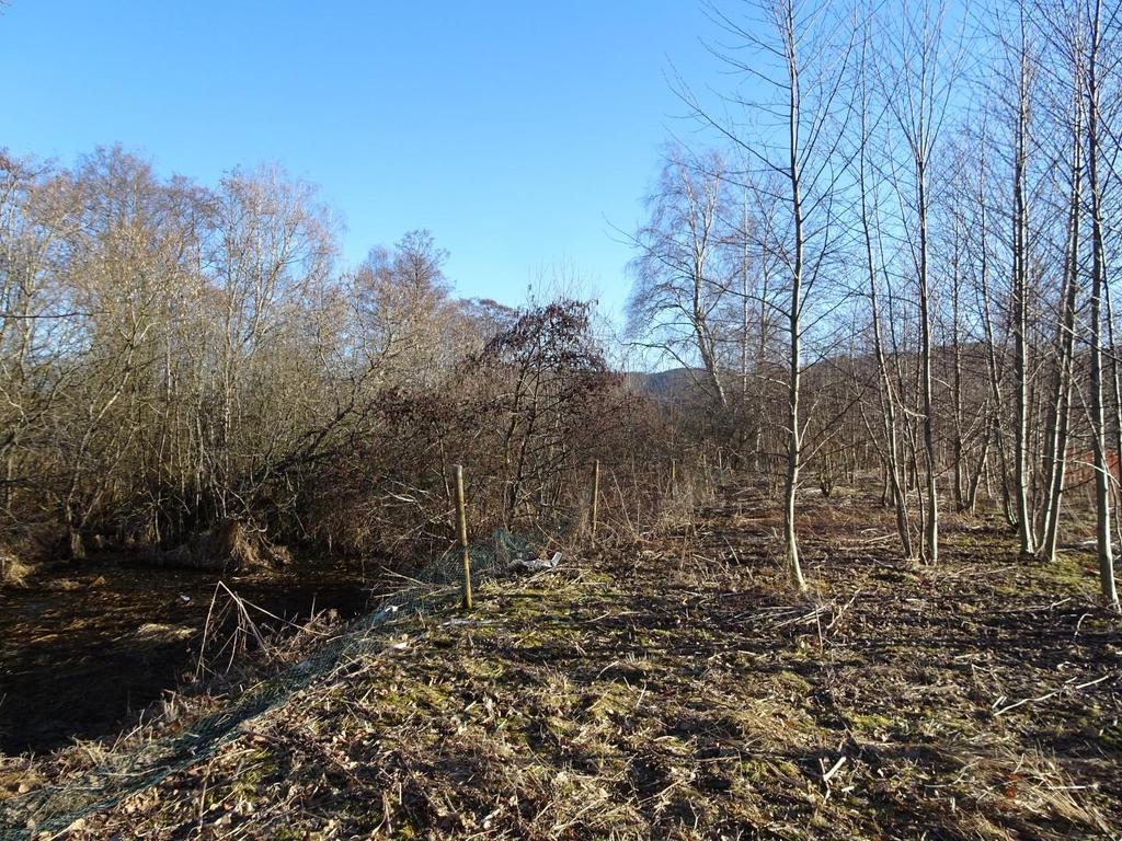 Gråor-heggeskog og rik gråor-viersumpskog har ofte stor tetthet av spurvefugl, og fuglelivet i området er rikt.