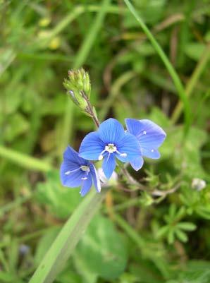 Figur 3. En tidsserie med bilder som viser ei av de brente rutene i Malvik: vegetasjonen i juli 2016 (t.v.),