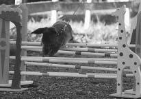 Utstilling og hopping, Eidsvoll Lørdag 18. oktober var det kasseutstilling og hoppekonkurranser, på Norrøna grendehus, Mogreina.