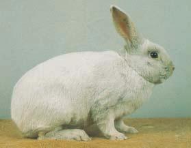 Kaninraser: 40: Beige og Gouwenaar Vi skal presentere to sjeldenheter som er å finne i vår kaninstandard, nemlig Beige og Gouwenaar.