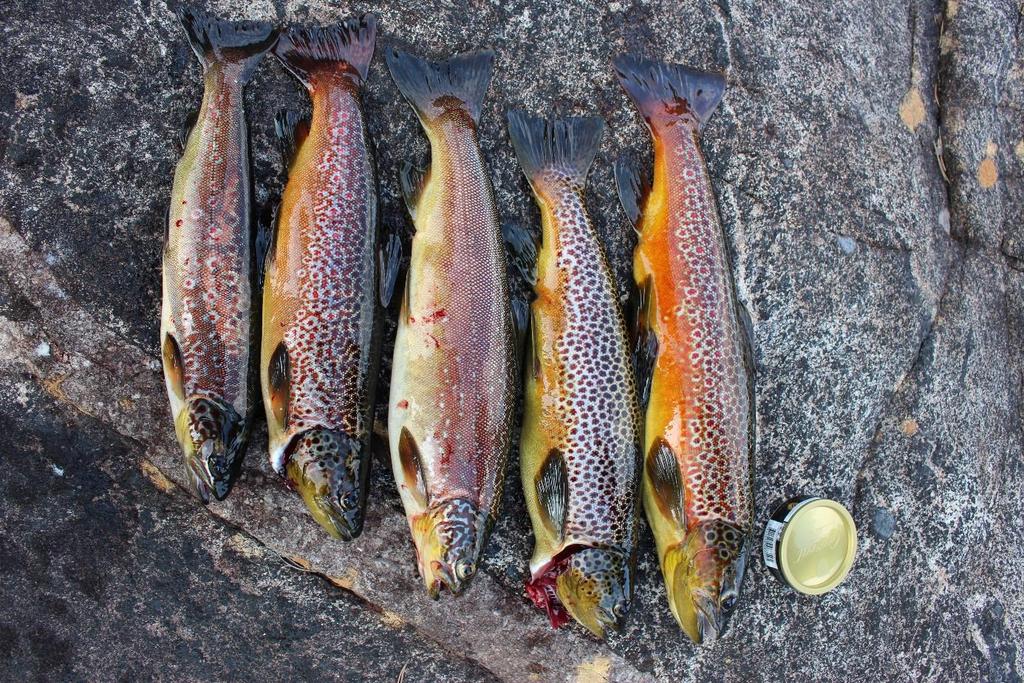 Prøvefiske i Store Urevatn og Skargjesvatn 2018 Fiskebiologiske undersøkingar i