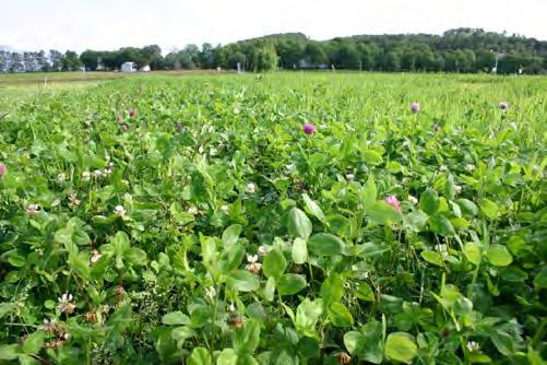 5. DEKKVEKSTER/FANGVEKSTER Mål: Økt karbonbinding og redusert nitrogen- og fosfortap Bruk av fangvekster i Norge 10 % av kornarealet i 2002, redusert til 0,8 % av kornarealet i 2015 Potensialet for å