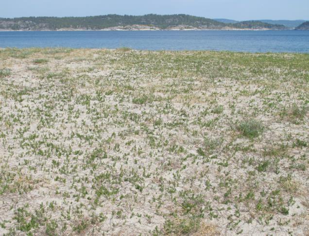 død ved. De blir skjøttet ved å fjerne unge hasselskudd og andre treslag. På holmene er det noen strandenger og strandsumper.