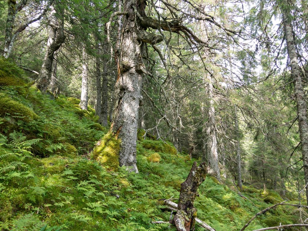 jpg Foto: Kim Abel På vestsiden av dalen, syd