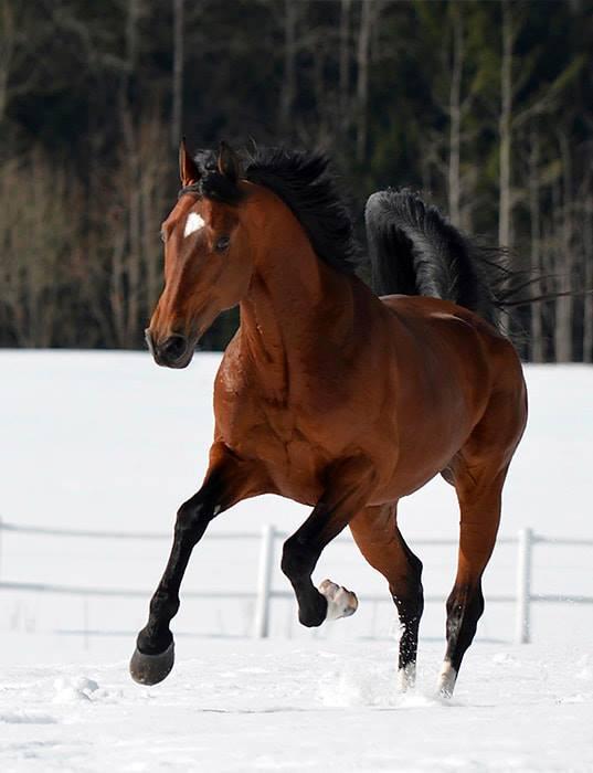 april på tiden 15,2/2140m Y DREA ART 5-åring som vant i mars på Solvalla på 13,9/2140m og tok en sterk