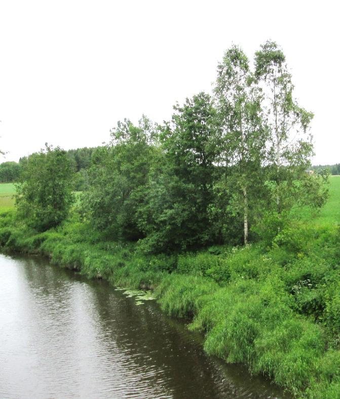 Få ulemper Skjøtsel av trær som har falt eller kan falle i elva (farlig arbeid, særlig i de større vassdragene).