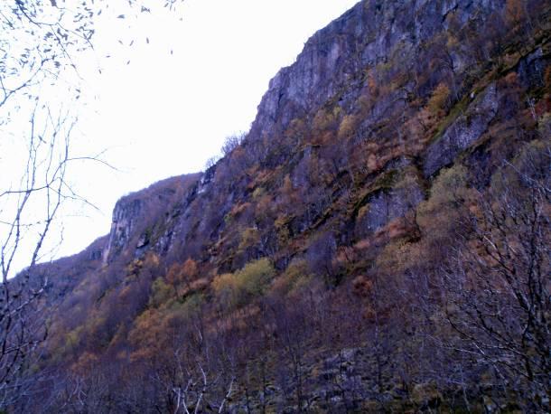 D: Stupbratte fjellsider øverst i bekkekløftens øvre del. Foto: Arne Herre Staveland (A) og Per G. Ihlen (B-D). Vegetasjon I de øverste delene av dalsidene dominerer blåbærskog med bjørk i tresjiktet.