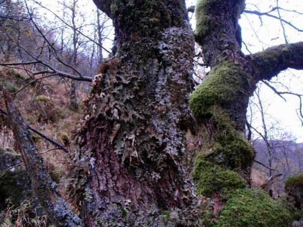 markjordbær, Av eksempler på arter i små- og storbregneskogene kan nevnes strutseving, skogburkne og ormetelg. På bergvegger, spesielt i nedre del, ble hinnebregne, bergfrue og grønnburkne registrert.