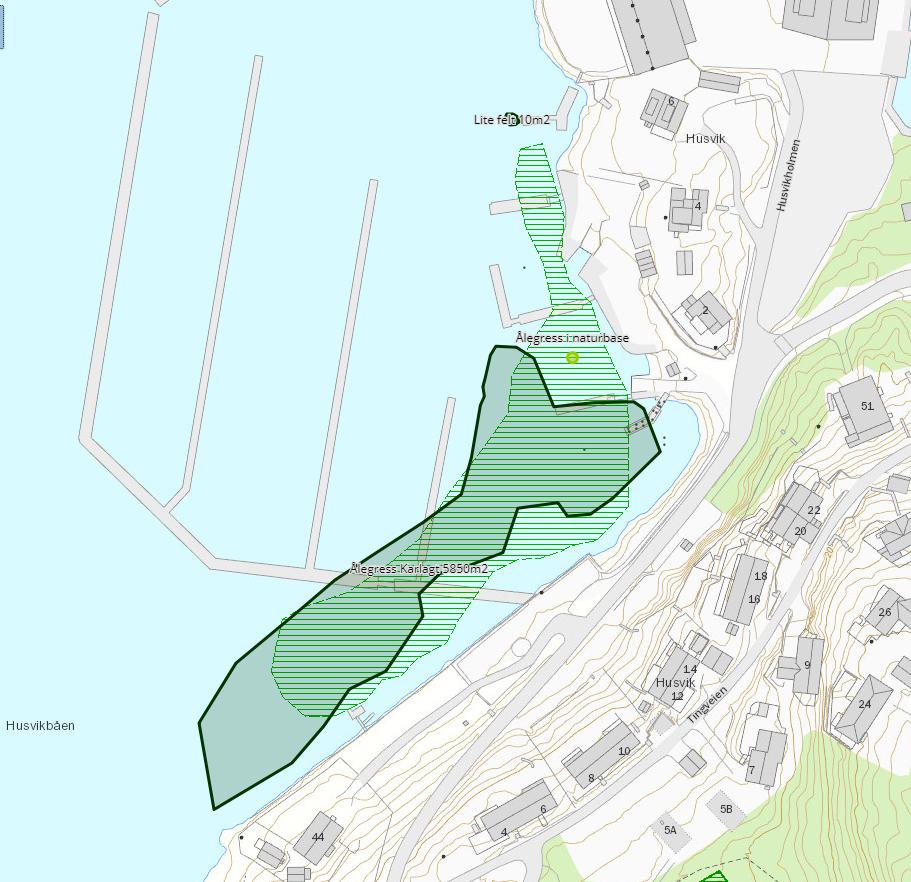 Figur 7 Sammenligning av tidligere kartlagte ålegress i Naturbase (lysegrønt) og nåværende status