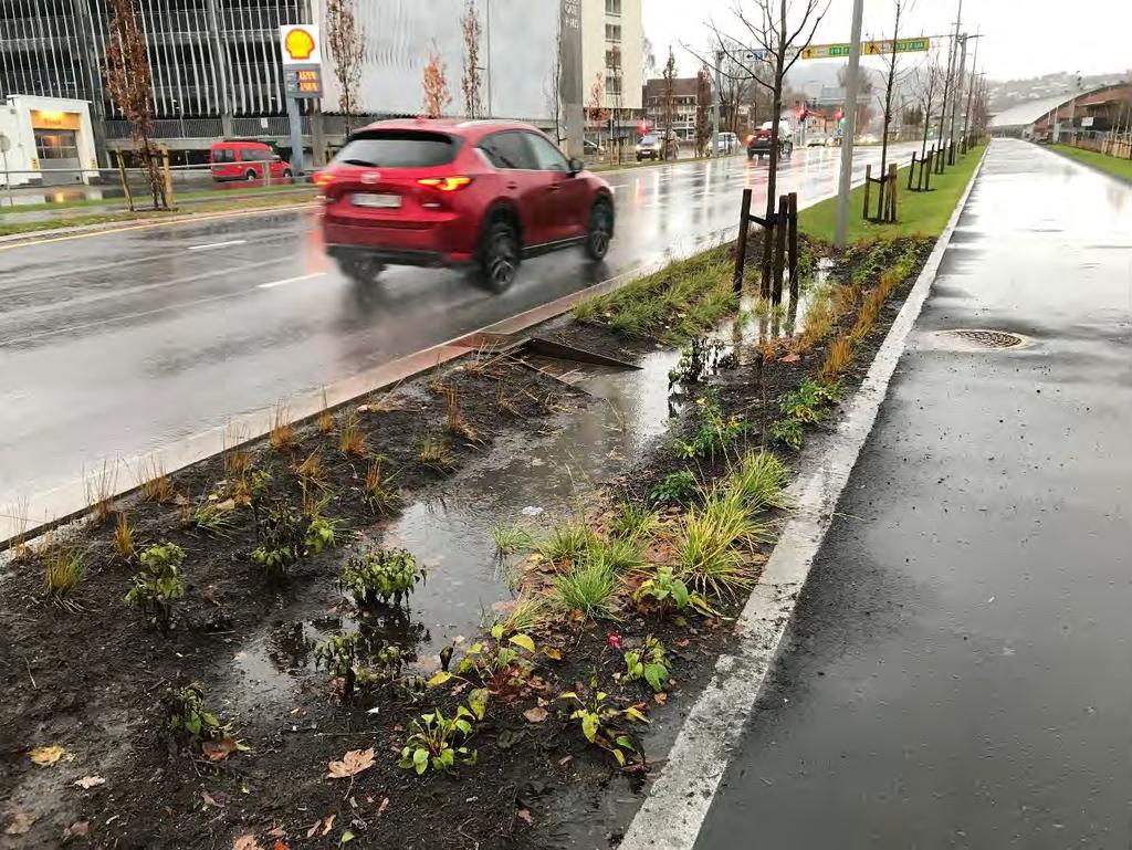 Figur 21: Vegetasjon i regnbed/infiltrasjonssoner må tåle å stå i vann i 1-2 døgn, Bjørnstjerne Bjørnsons gate (Foto: K. Laukli, SVV).