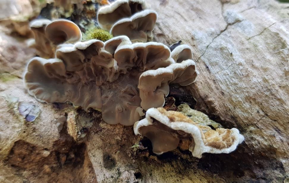 Skrukkeøre, Auricularia mesenterica (NT), fra Ljåstranda i Eikesdalen, Nesset. Foto: Inger Kristoffersen.