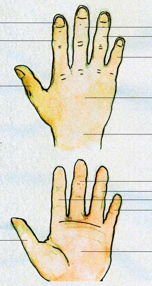 Hånden Finger negl Pekefinger Langfinger Ringfinger Lillefinger Tommel Håndbak