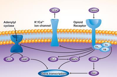 Opioidreceptor Alle, δ, κ, og μ er G-proteinkoblede receptorer og hemmer