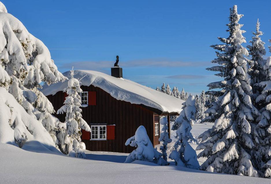 ÅRETS RESULTAT OG UTSIKTER FRAMOVER OMTALE AV DE ENKELTE FORRETNINGS- OMRÅDER SKOGEN Pihl AS har i tillegg til den ordinære hogsten foretatt fjellskoghogst og vindfallhogst i 2018.