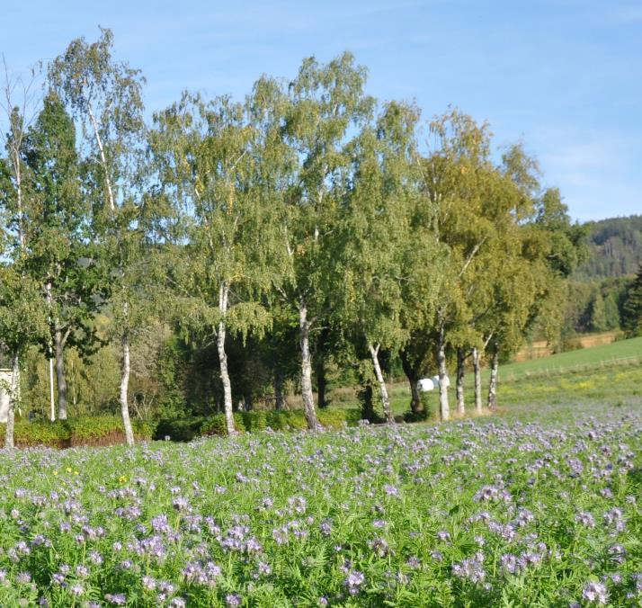 13 Soner for pollinerende insekter Blomsterblanding Tilskudd for å så og skjøtte soner med pollinatorvennlige frøblandinger på jordbruksareal som er gjennomført slik at sonene har pollinatorvennlige