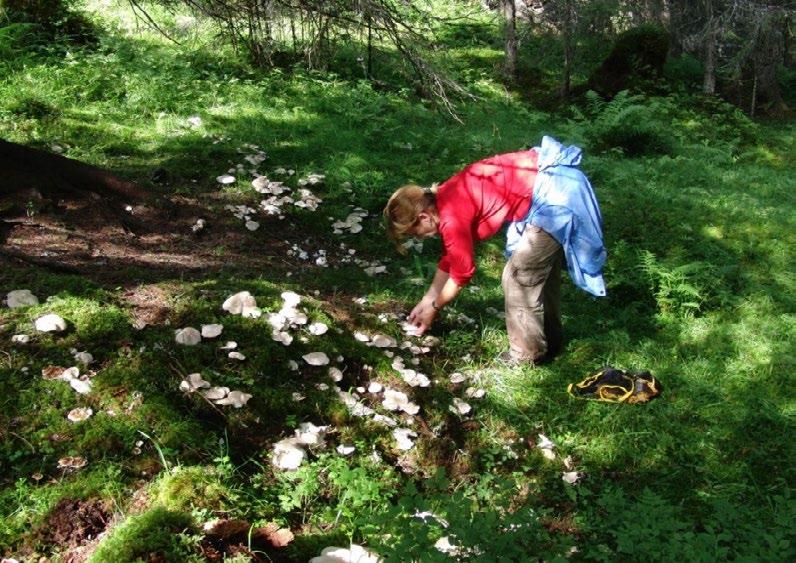 Høsting av naturens goder. Foto: Mari Lise Sjong, Miljødirektoratet 2. Hensikten med områdevern og langsiktig bevaring Regjeringens politikk for naturmangfold er presentert i Meld. St.