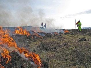 Lyngbrenning i Skeisneset fuglefredningsområde for å holde kystlyngheia i hevd, Leka kommune, Trøndelag.