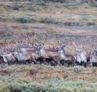 Bidra til å utvikle sertifiseringsordning for bedrifter som tilbyr naturguiding o.l. inn i villreinområder i tråd med gjeldende forvaltningsplan.