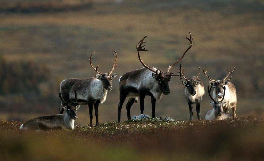 Avdelingsdirektør Torbjørn Lange Fellesforum for de