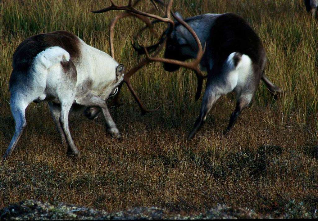 Rondane-Sølnkletten 04.