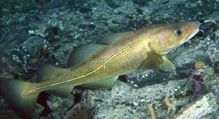 økologiske funksjonsområder, fremmede organismer naturmangfoldloven, plan-