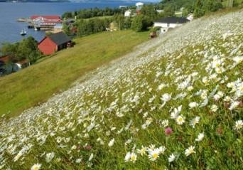 Løken, Asbjørn Børset, Erling Svensen Lovens grunnmur: formål,