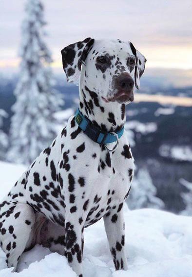 Når hun ble eldre ønsket jeg meg en aktiv turhund uten stort jaktinstinkt som kunne trekke på ski og sykkel. Der passet dalmatineren perfekt! 4. Har rasen svart til mine forventninger: Absolutt!