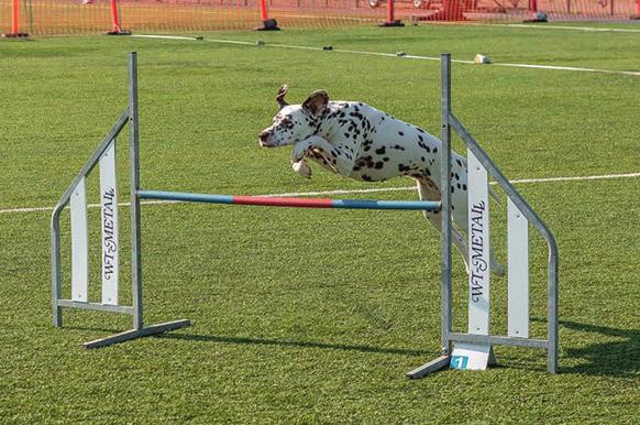 Mestvinnende i agility 2018 Vinatta s