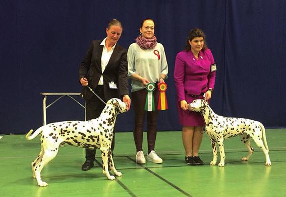 Oppdretterklasse m/ HP Kennel Price-spot (P. Instant Karma, P. Icebreaker, Driving me Crazy, P.