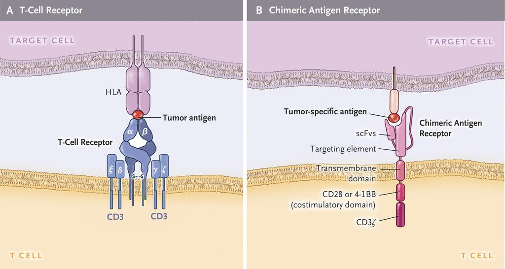 å gjenkjenne et tumor-antigen (55).