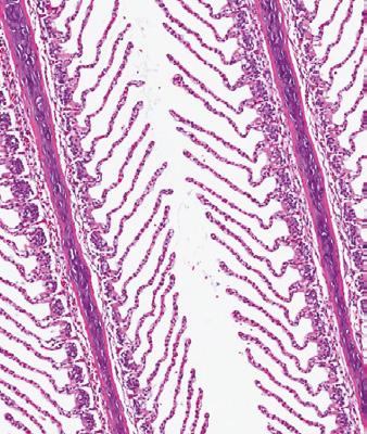 Frisk gjelle Kombinasjonen av histologi og PCR gir oppdretter og fiskehelsetjeneste økt sikkerhet for at påvisning av et patogen ikke er et tilfeldig funn som kan kamuflere et annet problem.