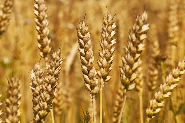KORN OG OLJEFRØ 2019/2020 13 Matkorn Trekk for kvalitetsfeil i matkorn I oppgjørsbrevet vil eventuelle kvalitetsfeil på levert korn bli oppgitt.